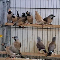 ۱۸ عدد  فنج کرواتی