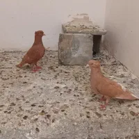 زرد دم سفید درست بدون رخ