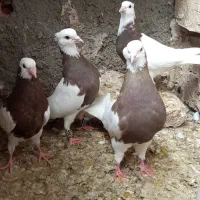 کبوتر طوقی نر ماده
