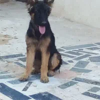 سگ ژرمن