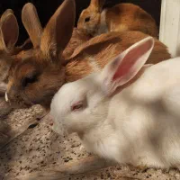 خرگوش نیمه لوپ