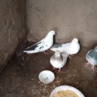 کفتر کشیده و اصیل