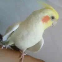 عروس هلندی نر سخنگو با قفس وسایل
