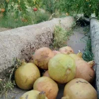 انارسنگان ازباغ