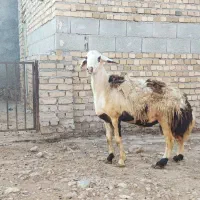 بره قوچ پلنگی،سفید وکله سفید