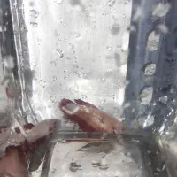 ماهی فایتر ماده ونر وگوپی جفت|ماهی|قزوین, |دیوار