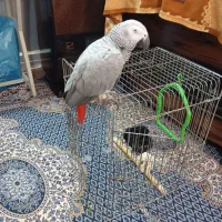 کاسکو فوق العاده باهوش