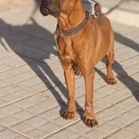 فروش سگ با قیمت عالی