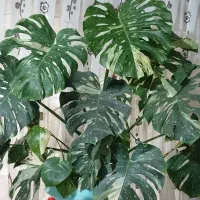 گل مانسترا ابلق تای اصلی.برگ انجیری ابلق تریکالر