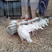 جوجه بوقلمون بیوتی ۴۵روزه
