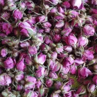 فروش غنچه گل محمدی
