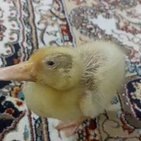 جوجه اردک