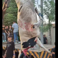 سلاخ.قصاب.ذبح گوسفند و گوساله