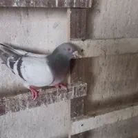 کفتر ساده وسفید وساروسوسکی وسبز