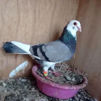 کبوتر پلاکی مسافتی ماده گرفتنی