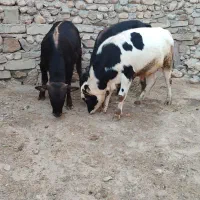 گوساله نر .