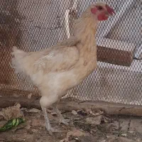 مرغ کرک زیبا