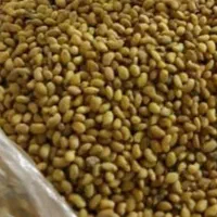 تخم علف بمی محلی اصلی کشاورز