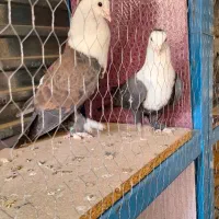 کبوتر کله سفید یا کربلایی