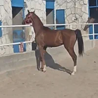 فروش اسب کریان ۲ ساله درشوری با اصالت