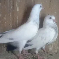 جوجه پرشی