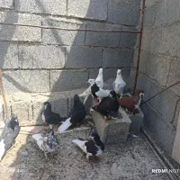 چند عدد شهری سیاه چپ و خوشرنگ یک عدد طوق سیاه و