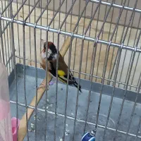 سهره نر بشرط خوندن
