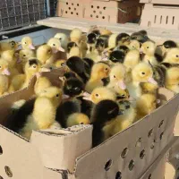 جوجه گلپایگان و گوشتی