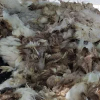 پشم گوسفند