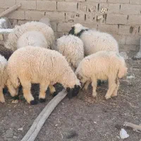 سوسنگرد ساحلی