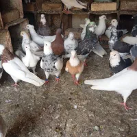 کبوتر پرشی