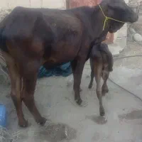یه راس گاو به همراه گوساله