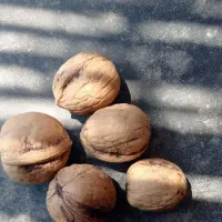 گردو