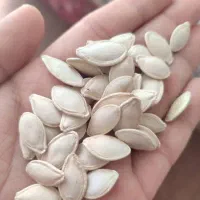کدو خردکن