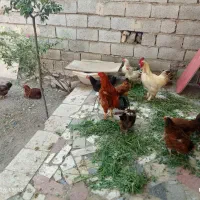 مرغ و خروس