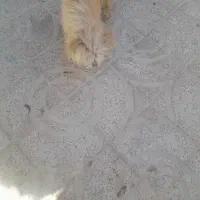 سگ شیتزو   معاوضه