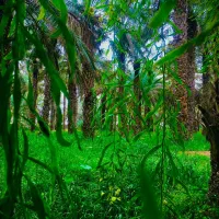 فروش زمین لاور رزمی