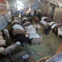 گوسفند به شرط نصف بف نصف گوشت