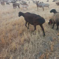 میش افقانی چینی