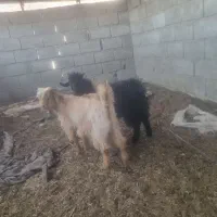 ۲ عدد کهره نر