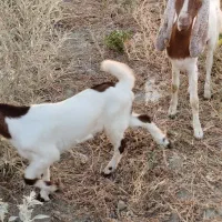 یک عدد بز کهره پاکستانی