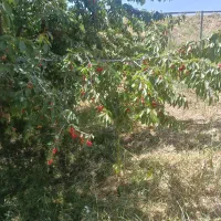 فروش گیلاس باغ فریدونشهر سرداب کل باغ