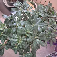 گل بنسای