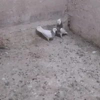 ۷۰۰۰۰۰۰|پرنده|کهک, |دیوار