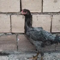 لاری