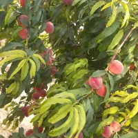 باغ-شهری