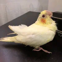 جوجه سرلاکی عروس هلندی و یک جفت اوپلاین