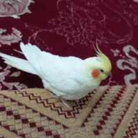 عروس پاریس