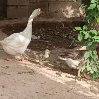 غوغاز|حیوانات مزرعه|شوشتر, |دیوار