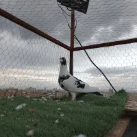 سادهاده هفت رنگ و سینه  در مشهد|پرنده|مشهد, هفت تیر (نه دره)|دیوار